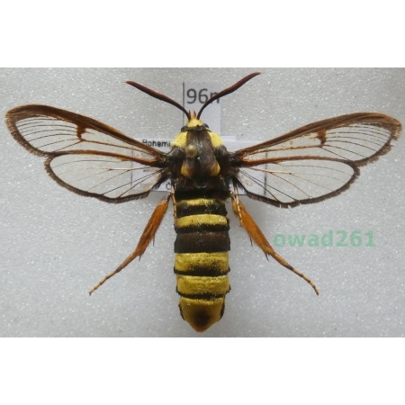 Sesia apiformis (Clerck, 1759) Przeziernik osowiec Czech96n